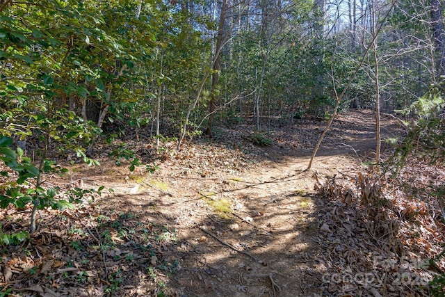 view of local wilderness