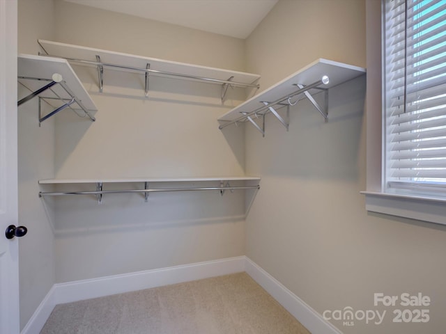 spacious closet featuring carpet flooring