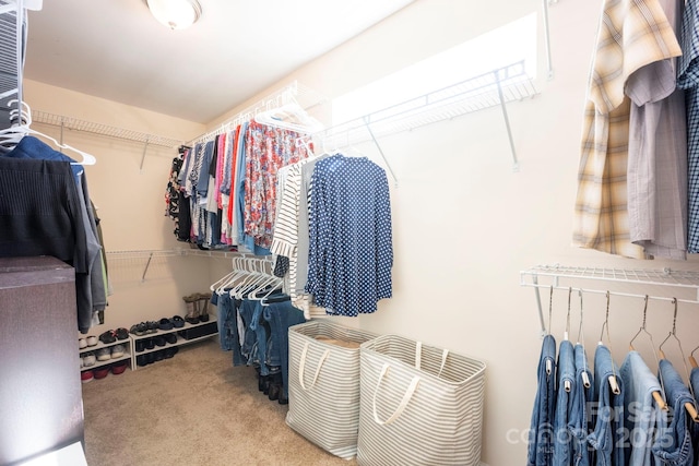 walk in closet featuring carpet floors