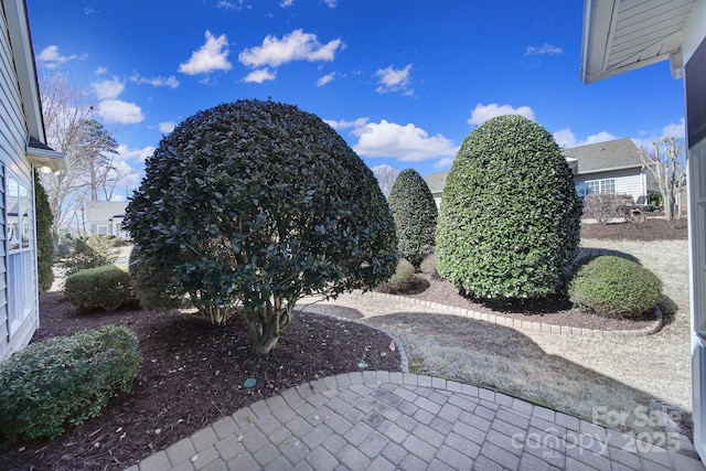 view of yard featuring a patio area