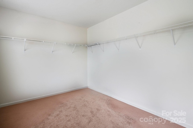 walk in closet with carpet flooring
