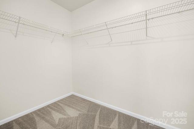 walk in closet featuring carpet floors