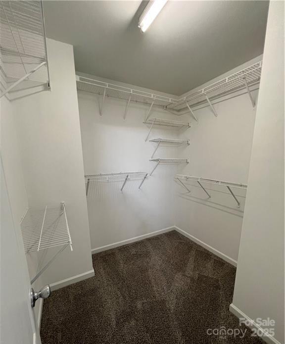 walk in closet featuring carpet flooring