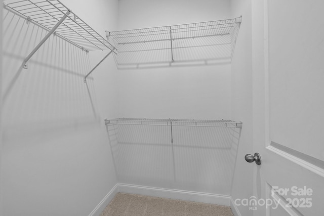 spacious closet featuring carpet flooring