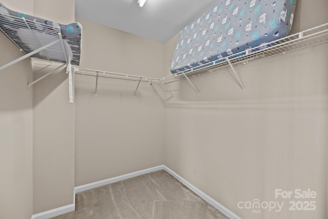 walk in closet with carpet flooring