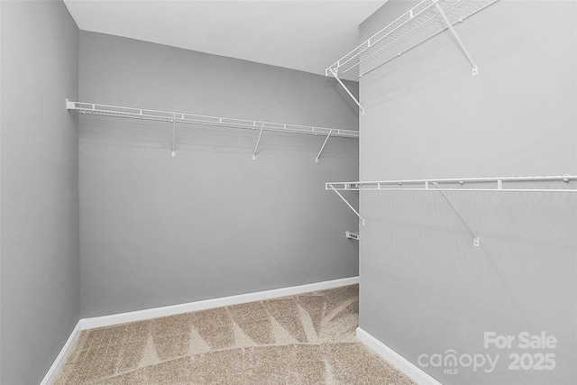 walk in closet with carpet flooring