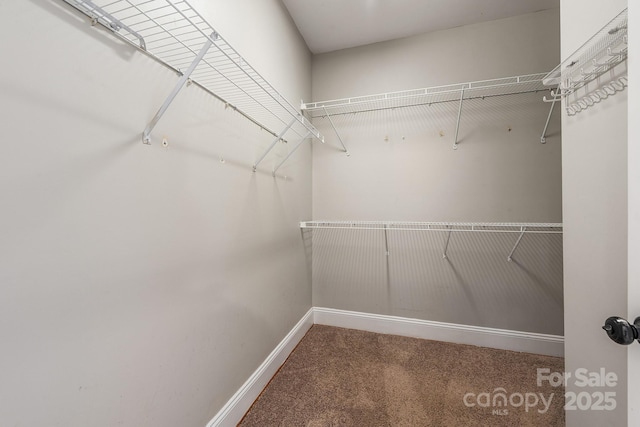 spacious closet featuring carpet flooring