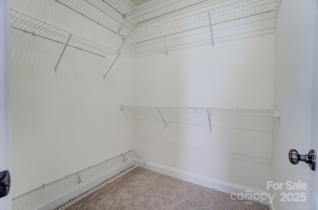 walk in closet with carpet