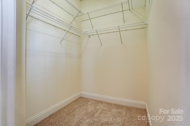 walk in closet featuring carpet