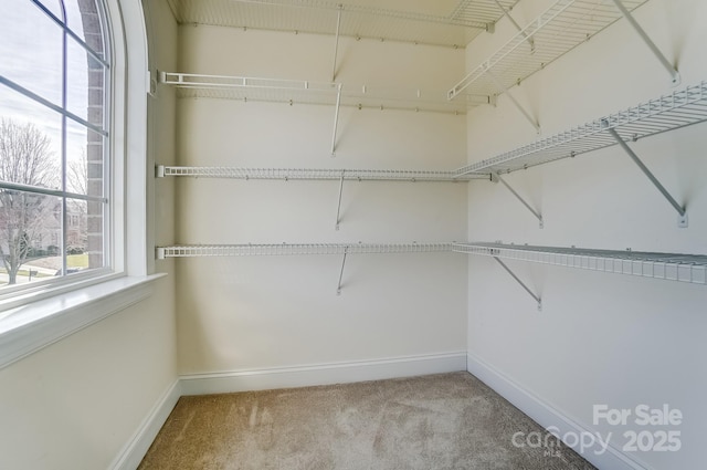 walk in closet with carpet flooring