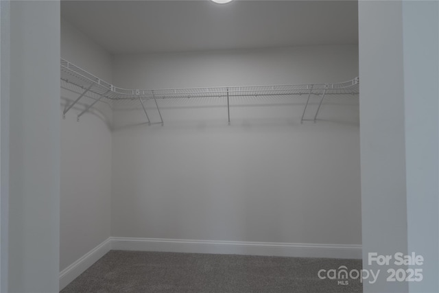 walk in closet featuring carpet