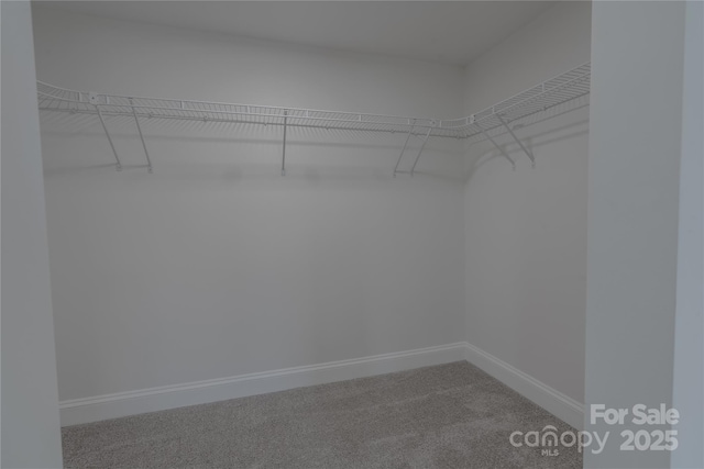 walk in closet with carpet flooring