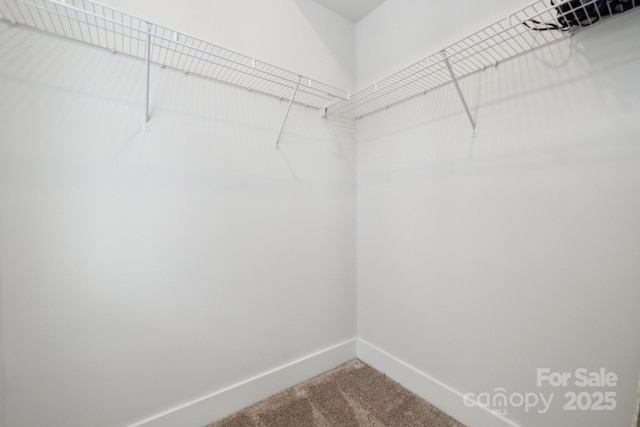 spacious closet featuring carpet floors