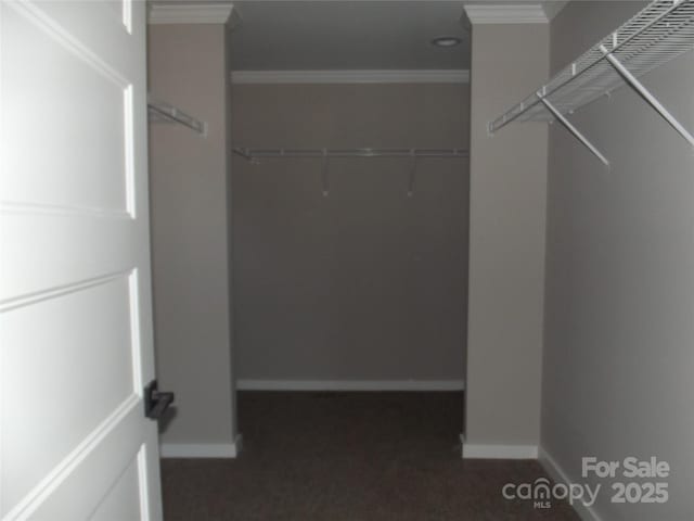 walk in closet featuring carpet floors