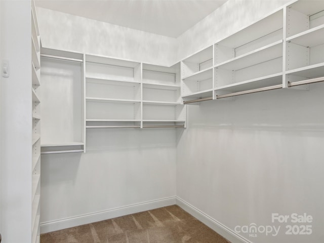 walk in closet featuring carpet