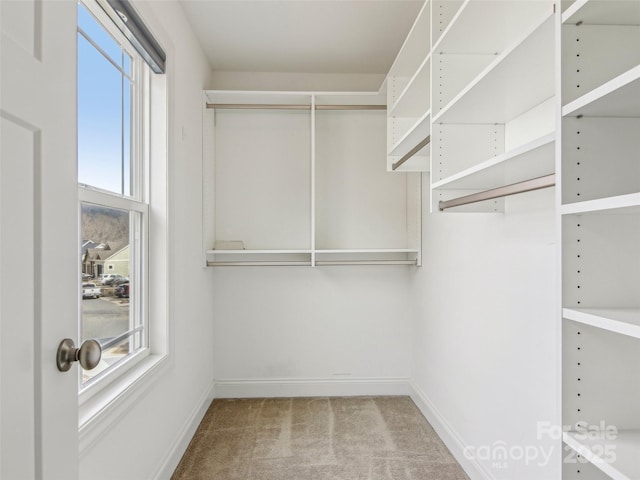 spacious closet with carpet