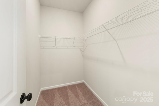 spacious closet featuring carpet flooring