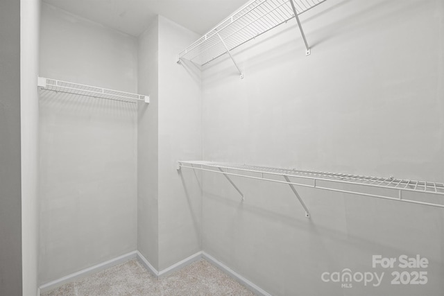 spacious closet featuring carpet