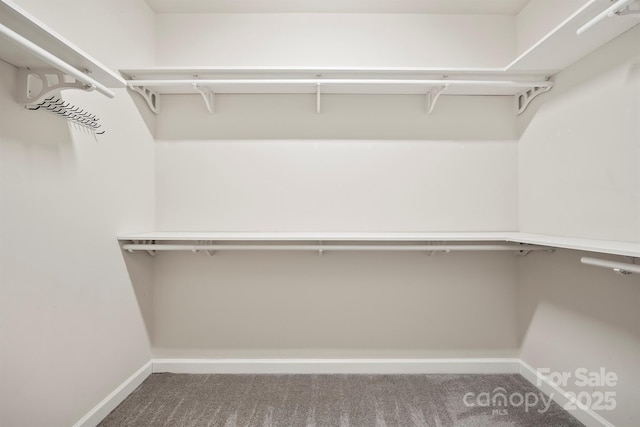 spacious closet featuring carpet flooring