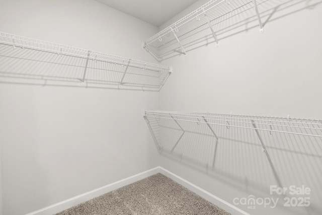 walk in closet featuring carpet