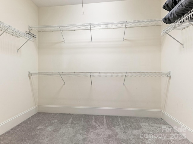 walk in closet featuring carpet