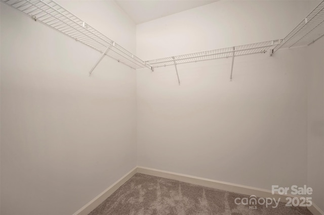 walk in closet featuring carpet floors