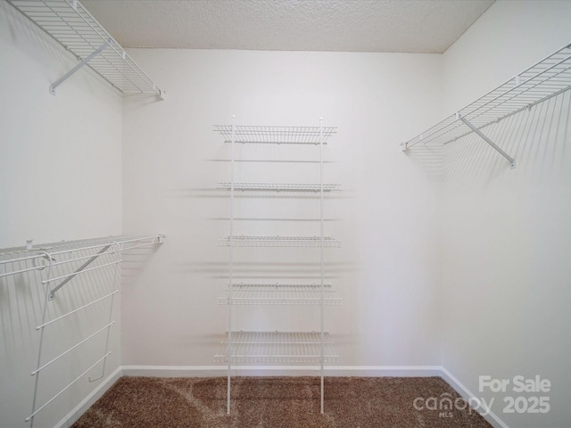 walk in closet featuring carpet