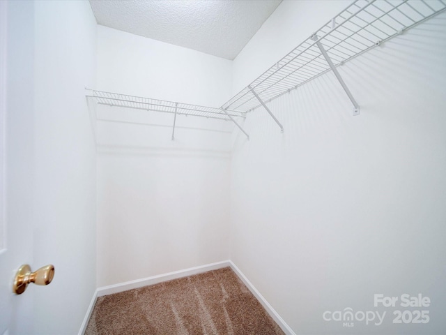 walk in closet featuring carpet floors