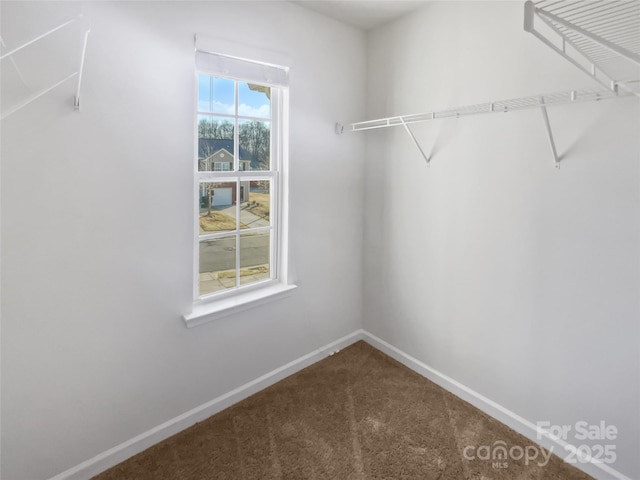 walk in closet with carpet floors