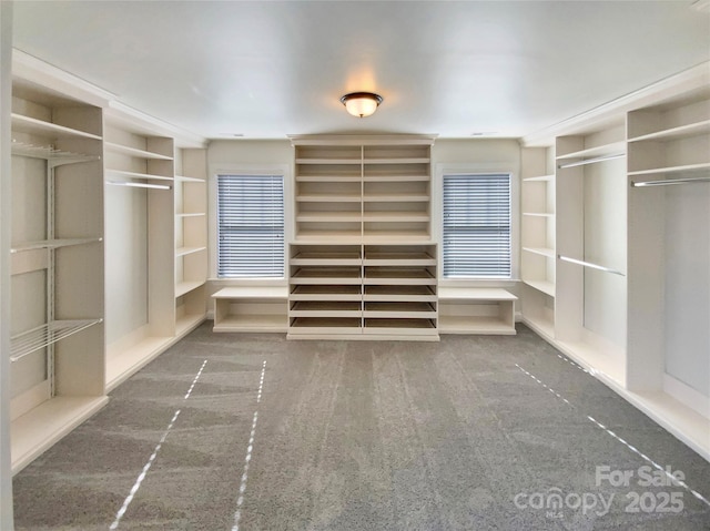 spacious closet featuring carpet