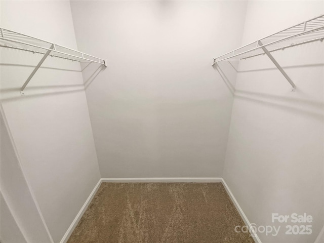 spacious closet with carpet flooring