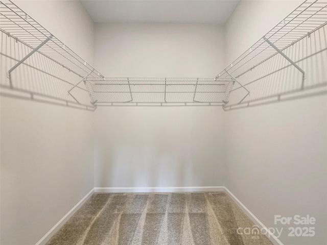 walk in closet featuring carpet