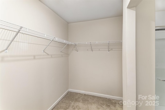 spacious closet with carpet flooring