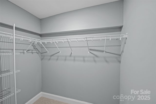 spacious closet with carpet