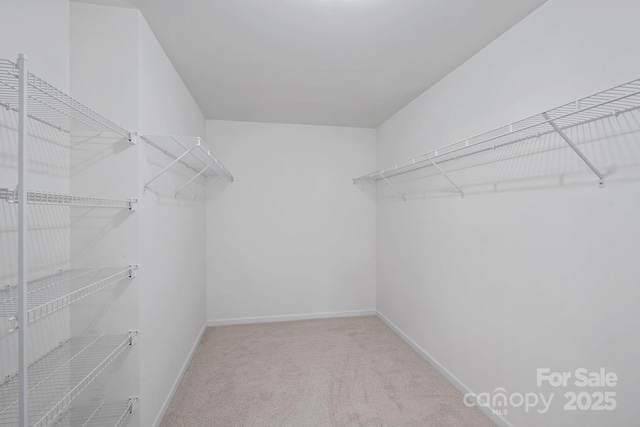 walk in closet with carpet flooring