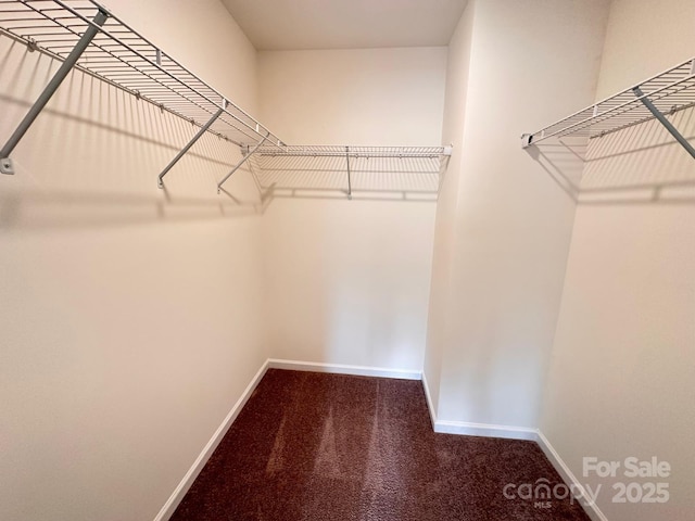 walk in closet with carpet flooring