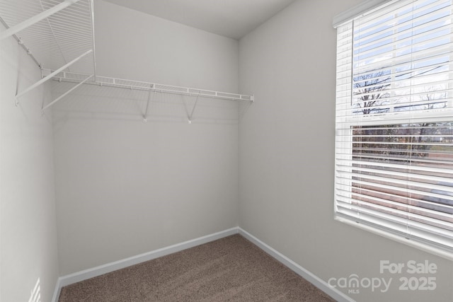 spacious closet featuring carpet floors