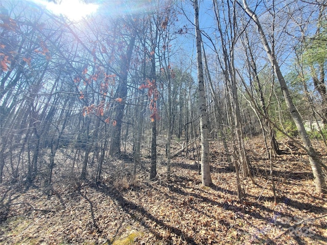 view of local wilderness