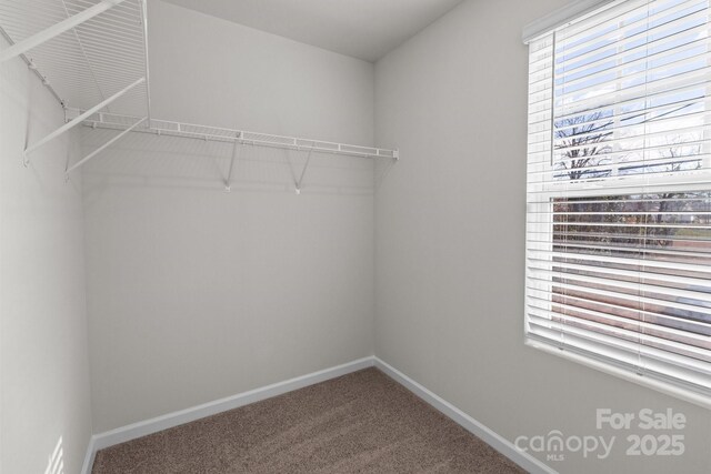 spacious closet featuring carpet flooring