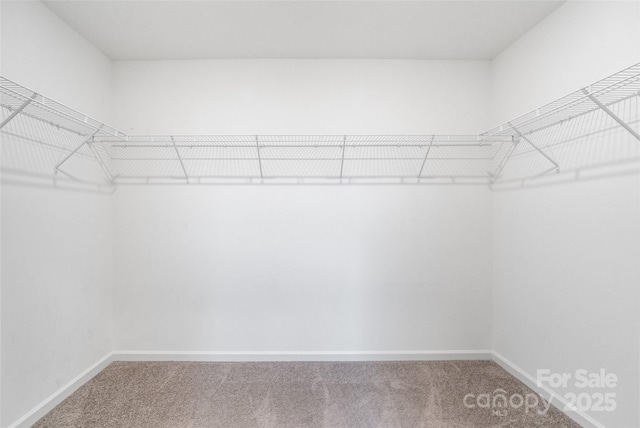 walk in closet featuring carpet flooring