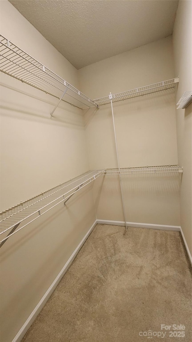 spacious closet featuring carpet floors