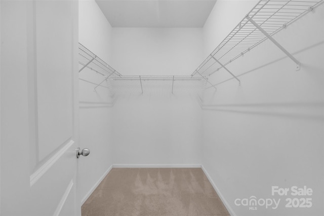 walk in closet with light carpet