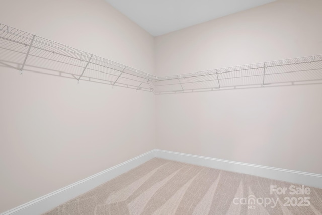 walk in closet with carpet flooring