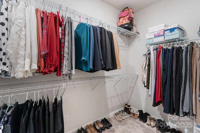 spacious closet featuring carpet flooring