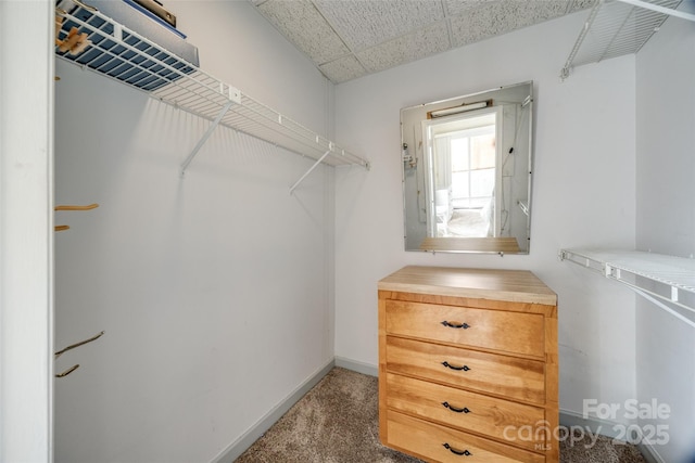 spacious closet featuring carpet flooring