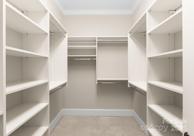 spacious closet featuring carpet flooring