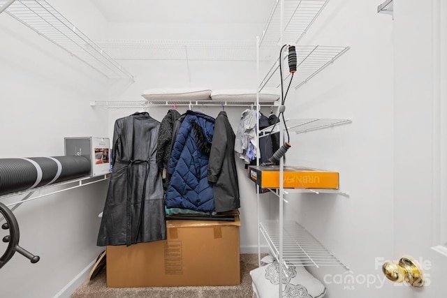 spacious closet featuring carpet