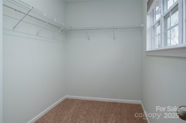 spacious closet featuring carpet flooring