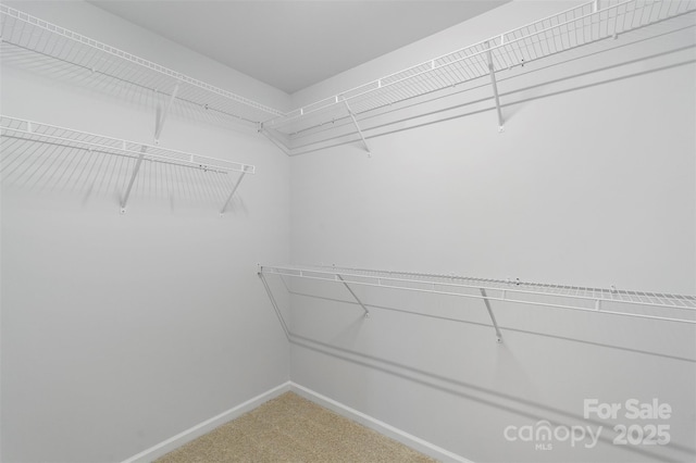 walk in closet featuring carpet floors