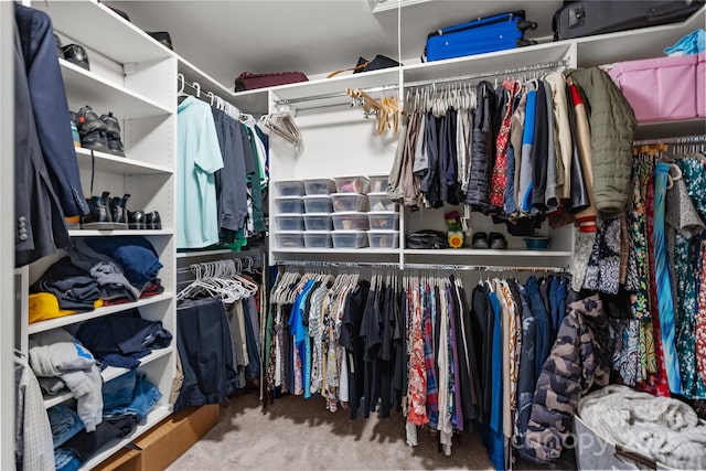 spacious closet featuring carpet